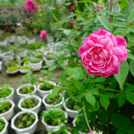Leaf Homestay 호이안 외부 사진