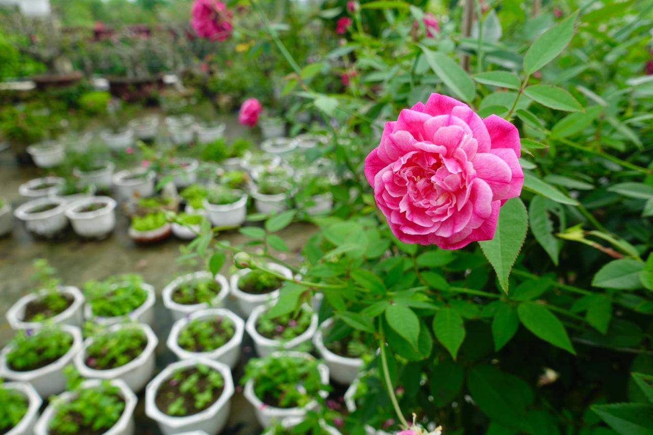 Leaf Homestay 호이안 외부 사진